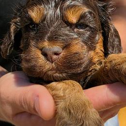 Nuzzles - Brown and tan female Cockapoo puppy in Indiahoma, Oklahoma from Phamily Doodles