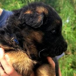 Blue Collar - Male - Black and red male German Shepherd puppy in Charlotte, North Carolina from Zuflucht K9s