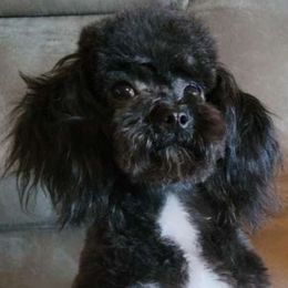 Parker - Poodle