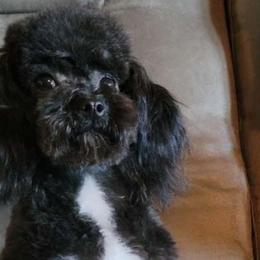 Parker - Poodle