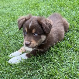 Miniature Australian Shepherd and Toy Australian Shepherd Puppies from Bit O' Bliss Farm LLC