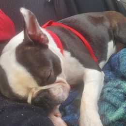 Boston Terriers from Kingdom Hills Farm