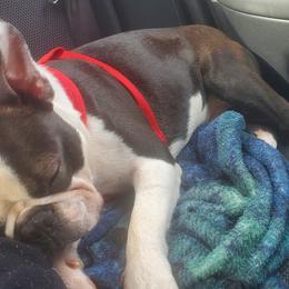 Boston Terriers from Kingdom Hills Farm