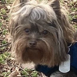 Yorkshire Terrier Puppies from Toy Town Yorkies