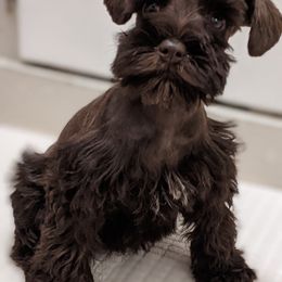 Miniature Schnauzer Puppies from Pawesome Pups