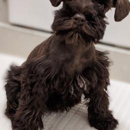 Miniature Schnauzer Puppies from Pawesome Pups