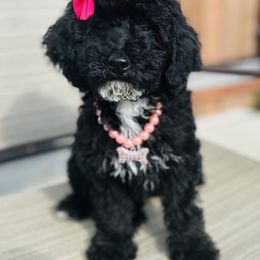 Bali - Black female Poodle puppy in Ohio from Moore Doodles