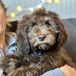 Galaxy - Aussiedoodle puppy in Marion, North Carolina from Puddles' Puppies