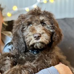 Galaxy - Aussiedoodle puppy in Marion, North Carolina from Puddles' Puppies