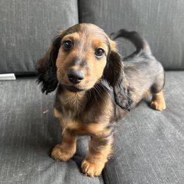 Tonka - Red male Dachshund puppy in Seattle, Washington from Sandstone Dachshunds