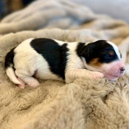 Toucan - Tri-color male Bernedoodle puppy in Salt Lake County, Utah from Coco Avenue Pups