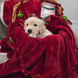 Jazz - Light golden female Golden Retriever puppy in Sacramento, California from Creamy Retrievers