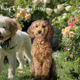 Goldendoodle Puppies from Nuttall's Goldendoodles