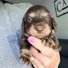 Lilly -pink collar- - Chocolate and cream female Dachshund puppy in Alva, Florida from Salty C's Dachshunds