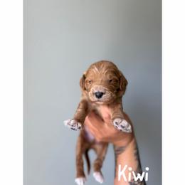 Kiwi - Red  male Goldendoodle puppy in Smithfield, Kentucky from KBK9 Kennels