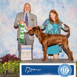 Rip - Redbone Coonhound