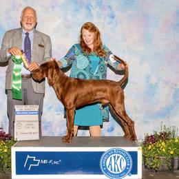 Rip - Redbone Coonhound