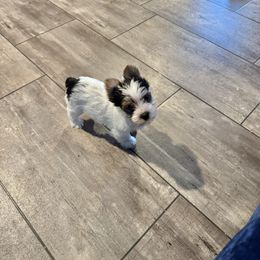 Yellow collar parti (female ) - Parti female Yorkshire Terrier puppy in Pikeville, North Carolina from A Yorkie’s World