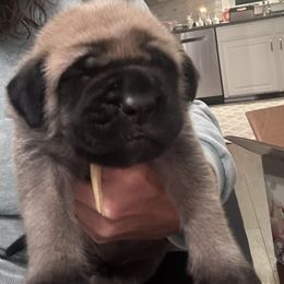 Mastiff puppies from Halfway Creek Farms