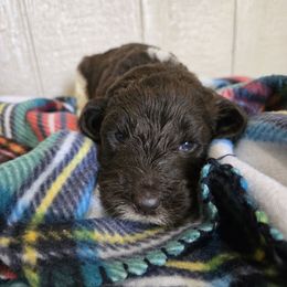 Cookie - female Newfypoo puppy in Mckenzie, Tennessee from Small Town Doodles & Poodles