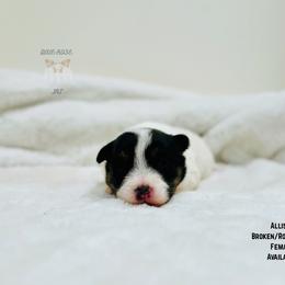 Allison - Tri-color female Russell Terrier puppy in Lufkin, Texas from Dixie-Rose JRT