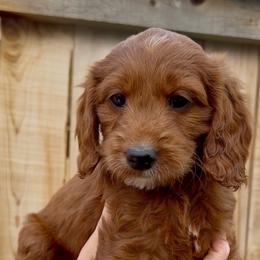 Willow - Red  female Goldendoodle puppy in Belgrade, Montana from Best Friend Doodles