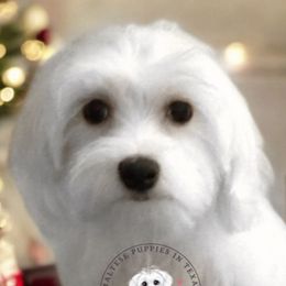 Boy 1 - Maltese puppy from Maltese Puppies in Texas