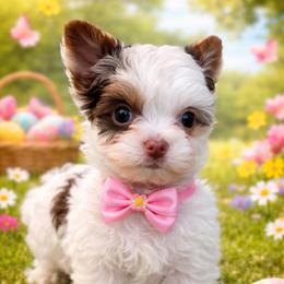 Ice - Parti male Yorkshire Terrier puppy in Parma Heights, Ohio from ANGELHEARTS YORKIES and yorkie darlings