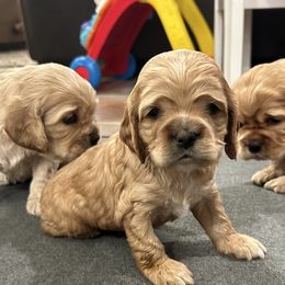 Cocker Spaniels from Clayton’s Cocker Spaniels