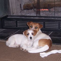 Russell Terrier Puppies from Journey's End