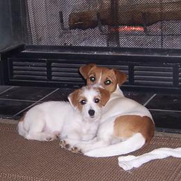 Russell Terrier Puppies from Journey's End