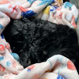 Cocker Spaniel Puppies from Anastasia Knight's Cocker Spaniels