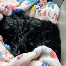 Cocker Spaniel Puppies from Anastasia Knight's Cocker Spaniels