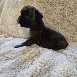 Georgia - Brindle female Boxer puppy in Thompson, Pennsylvania from Moonlitboxers