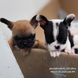 French Bulldog Puppies from Lorie's French Bulldogs