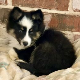 Sweetie - Tri-color female Pomsky puppy in Magnolia, Texas from Solace Shelties and Pomskies