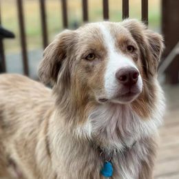 Australian Shepherds from Kempers Aussies