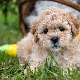 Cavapoos from Franklin Ranch Pups