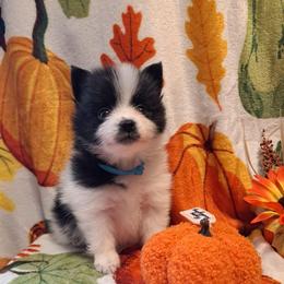 PUNKY 2 - Black parti male Pomeranian puppy in Lore City, Ohio from Tonia's Pomeranians