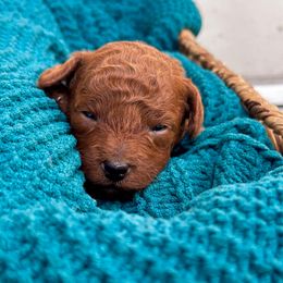 Tan collar (AKC) - Red  male Poodle puppy in Perris, California from Our Poodiful Life