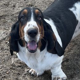 Edna - Basset Hound