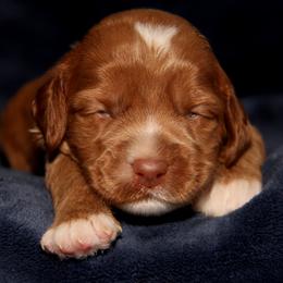 Madeline - Caramel female Australian Labradoodle puppy in Stanwood, Washington from Victoria Creek Australian Labradoodles