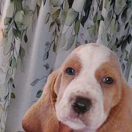 ROCKY.. GREEN COLLAR - Lemon and white male Basset Hound puppy in Highland Heights, Kentucky from Hound Ridge Meadows