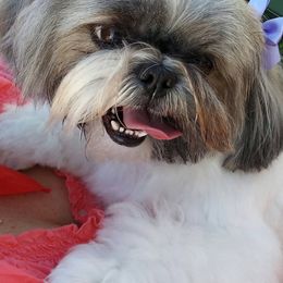 Shih Tzus from Halfway To Heaven Shih Tzu