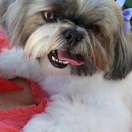 Shih Tzus from Halfway To Heaven Shih Tzu