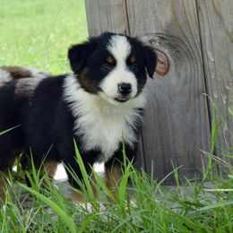 Australian Shepherd Puppies from Canyon South Aussies