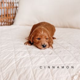 Cinnamon - Apricot female Goldendoodle puppy in Cold Spring, Minnesota from A.N.A. Doodles