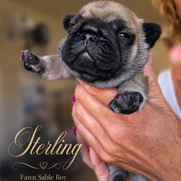 French Bulldog Puppies from Scherners Frenchie Frenz
