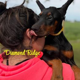 Yellow collared girl - Black and rust female Doberman Pinscher puppy in Winamac, Indiana from DIAMOND RIDGE DOBERMANS