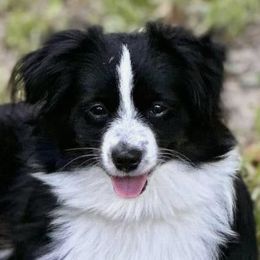 Toy Australian Shepherds from Harper n Cowboy